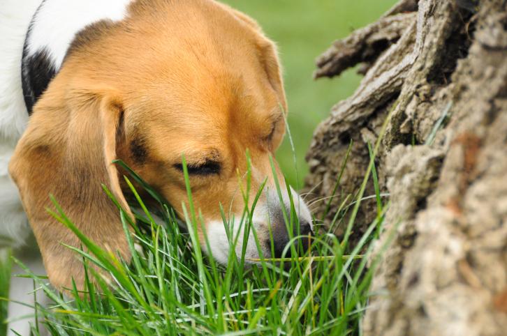 15 Plants That Are Poisonous to Pets