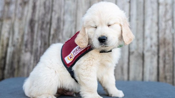 July 2022 Charity Spotlight: Phoenix Assistance Dogs