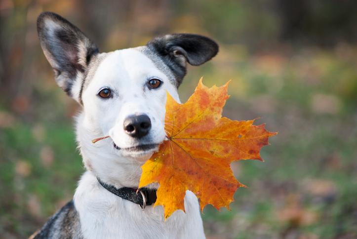 Keep the Fun in Fall by Policing Your Dog’s Yard  & Other Seasonal Tips