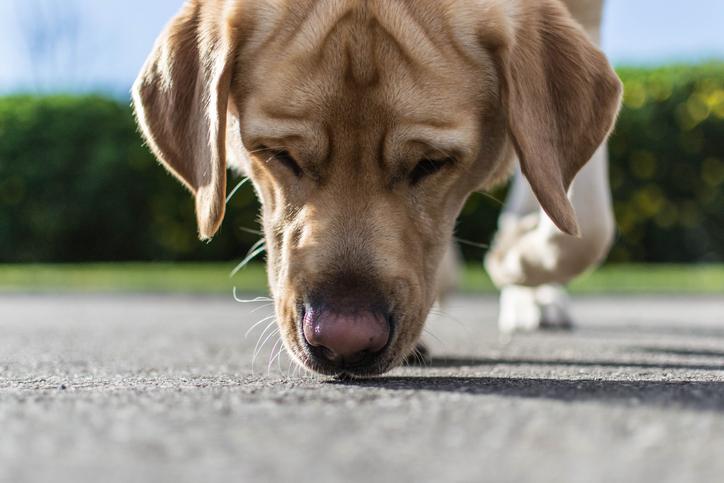 Scent Work for the Family Dog