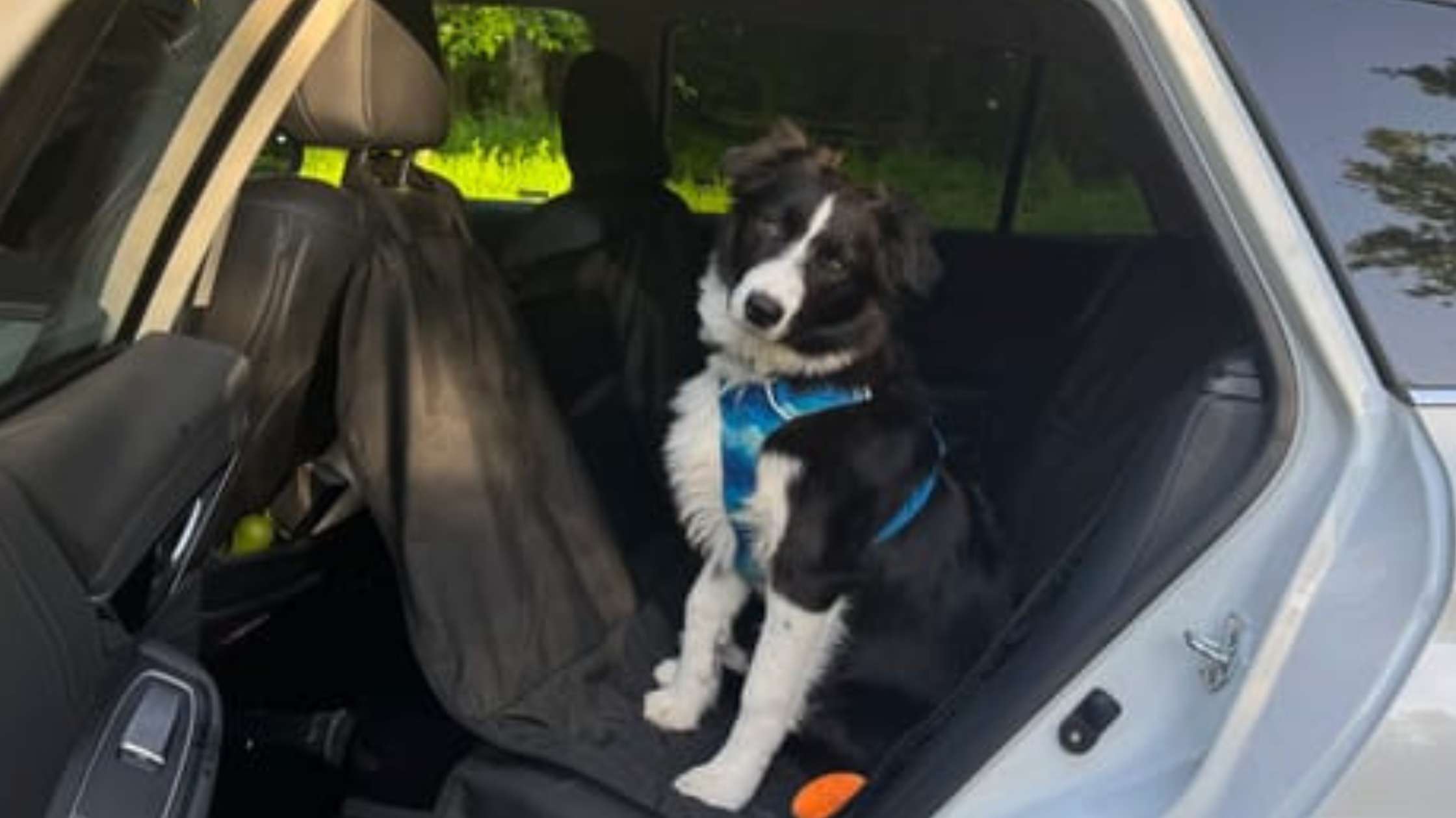 Best Dog Hammock Seat Cover with Mesh Window – Durable, Waterproof & Pet-Friendly