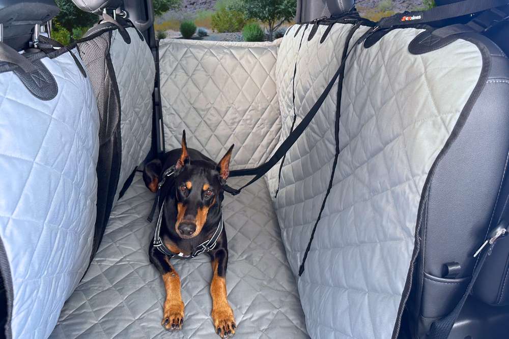 What Is the Best Protection for Dogs in the Car? A 4Knines Guide