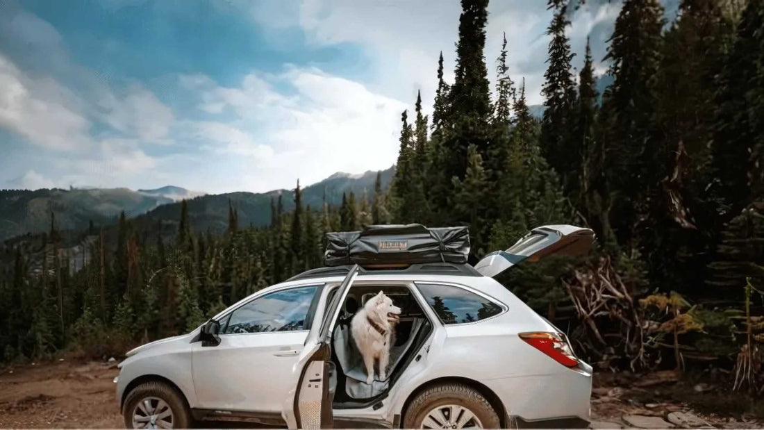 FAQs About Dog Seat Covers for Cars