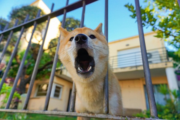 No More Barking at the Mailman! Tips to Stop Unwanted Dog Behaviors