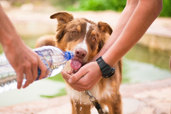 Conseils pour garder votre chien hydraté
