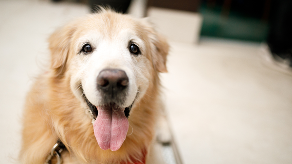 Senior Dogs Are Golden Treasures