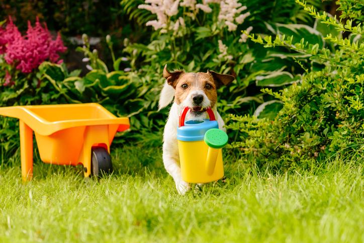 How to Have a Garden-Friendly Dog!