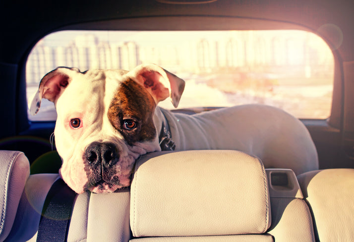 6 conseils pour garder votre voiture propre des poils de chien