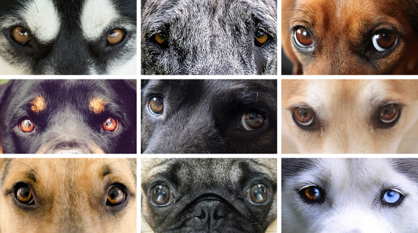 The Science Behind Why Dogs Stare At Us