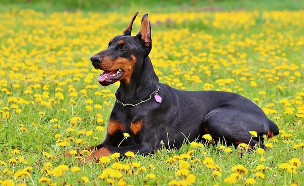 June 2022 Charity Spotlight: Delaware Valley Doberman Pinscher Assistance