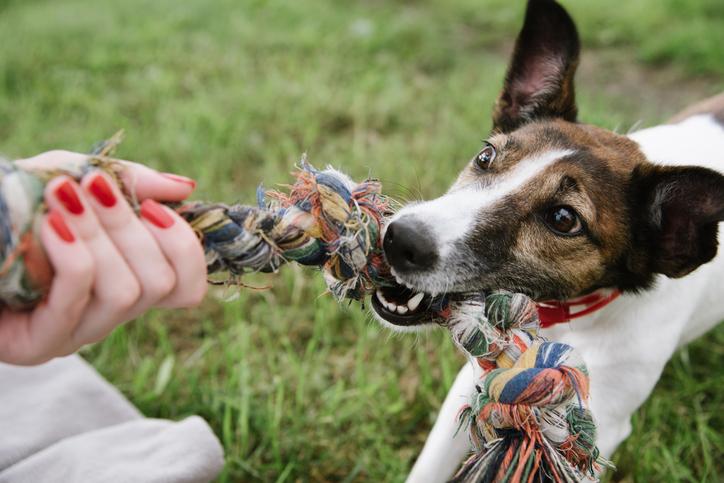 How to Use "Playtime" as a Reward in Dog Training