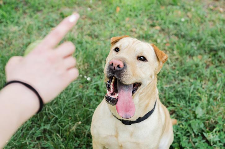 Positive Dog Training