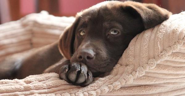 How to Protect Your Dog’s Bed & Keep It Smelling Fresh