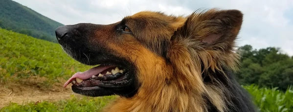 November 2022 Charity Spotlight: Char-Wills German Shepherd Rescue