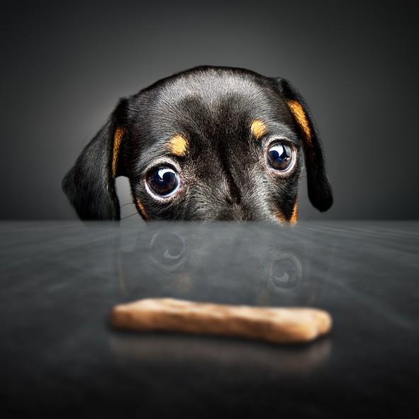 Train Your Dog to Resist Temptation in Four Easy Steps!