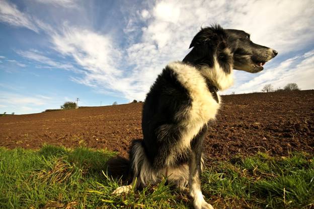 How to Care for a Three-Legged Dog