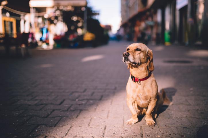 Why Never to Leave Your Dog Unattended in Public Places