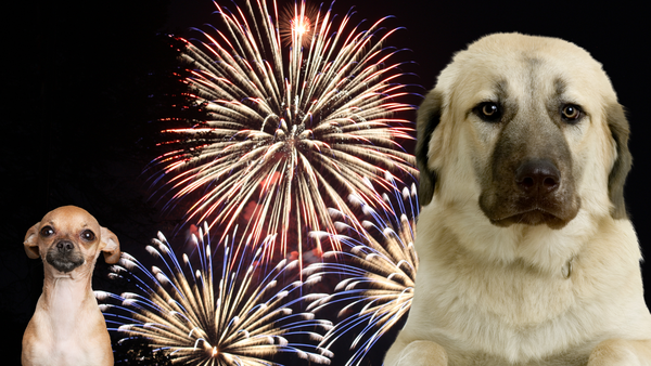 Keeping Your Pets Safe During 4th of July Fireworks Celebrations