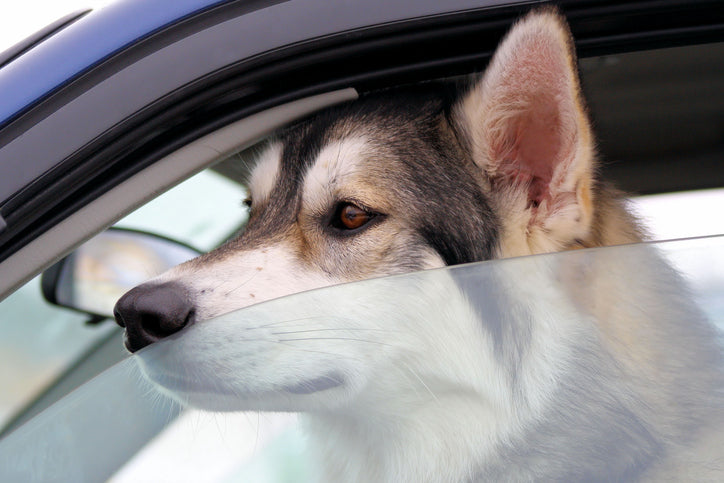9 raisons courantes pour lesquelles votre chien est un mauvais voyageur