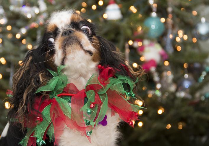 Christmas Confusion: Holiday Dog Safety Tips
