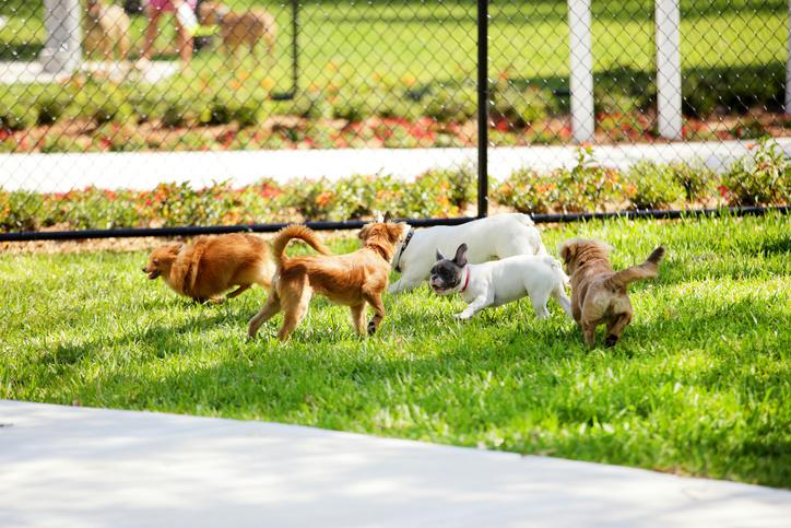 The Pros and Cons of Dog Parks & Simple Guidelines if You Decide It’s a ‘Go’