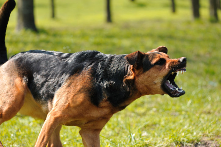 Are You Afraid of Scary Dogs? Read This