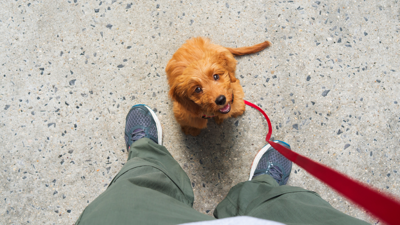 Best Puppy Training Apps for First-Time Dog Owners