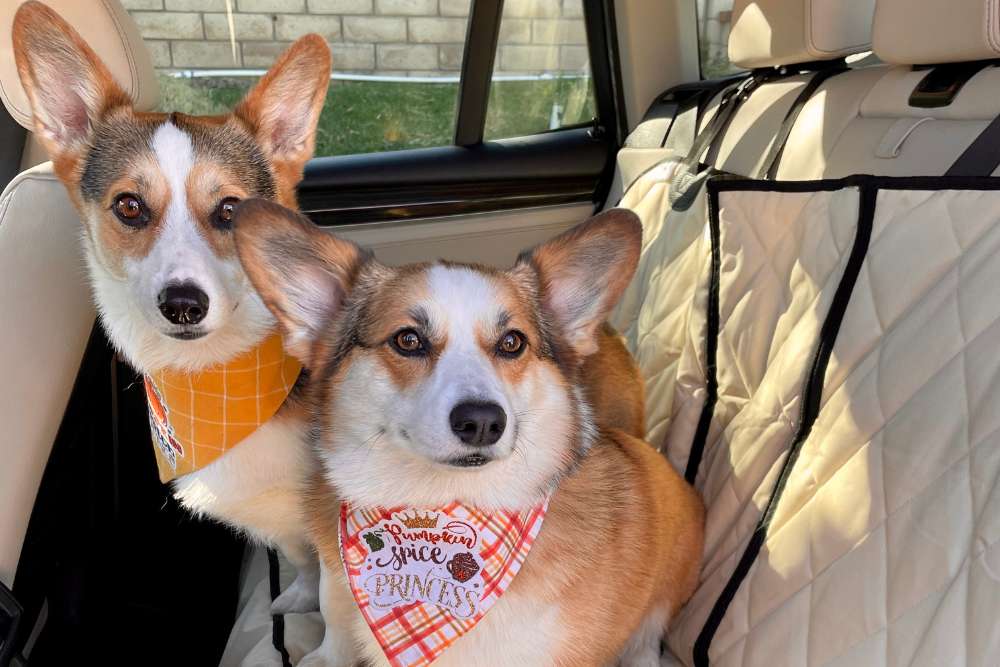 Choosing the Best Dog Car Seat Covers: 4Knines Guide