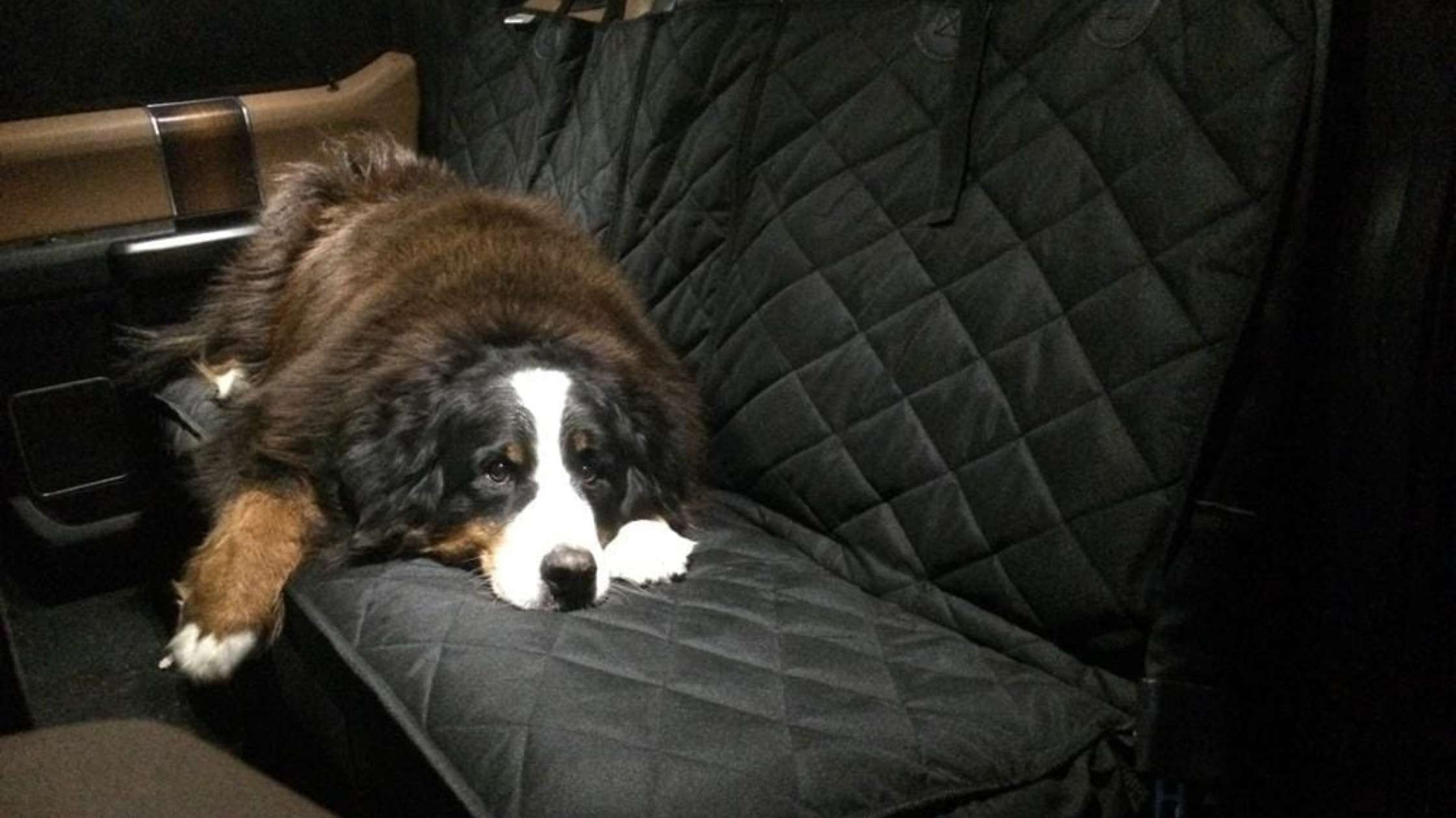 Can I Find Universal-Fit Dog Seat Covers for Specific Truck Models?