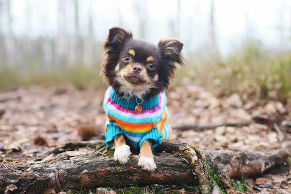 Does Your Dog Need a Sweater?