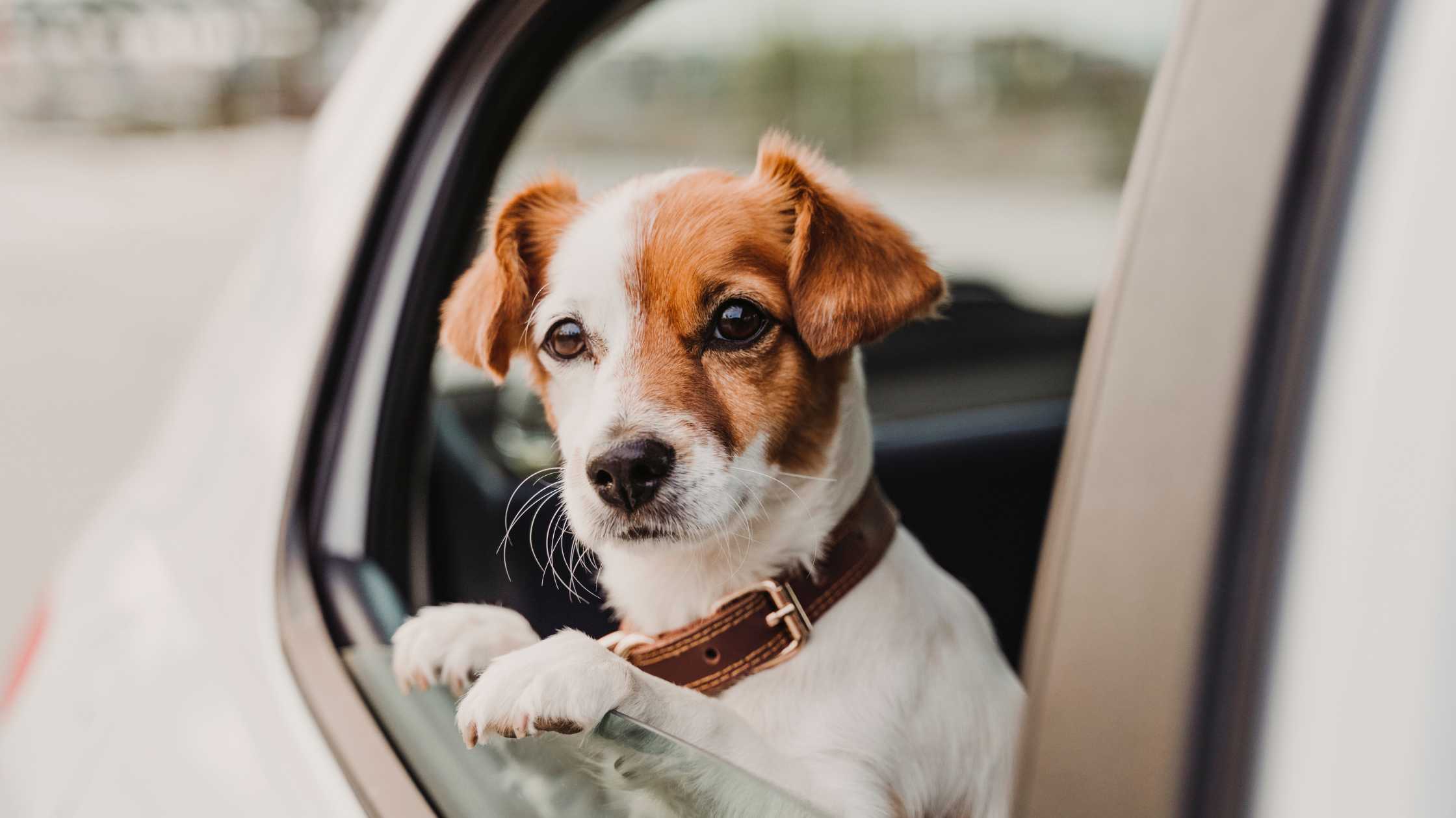 Dog Seat Belt Safety: Why It's Essential for Car Rides