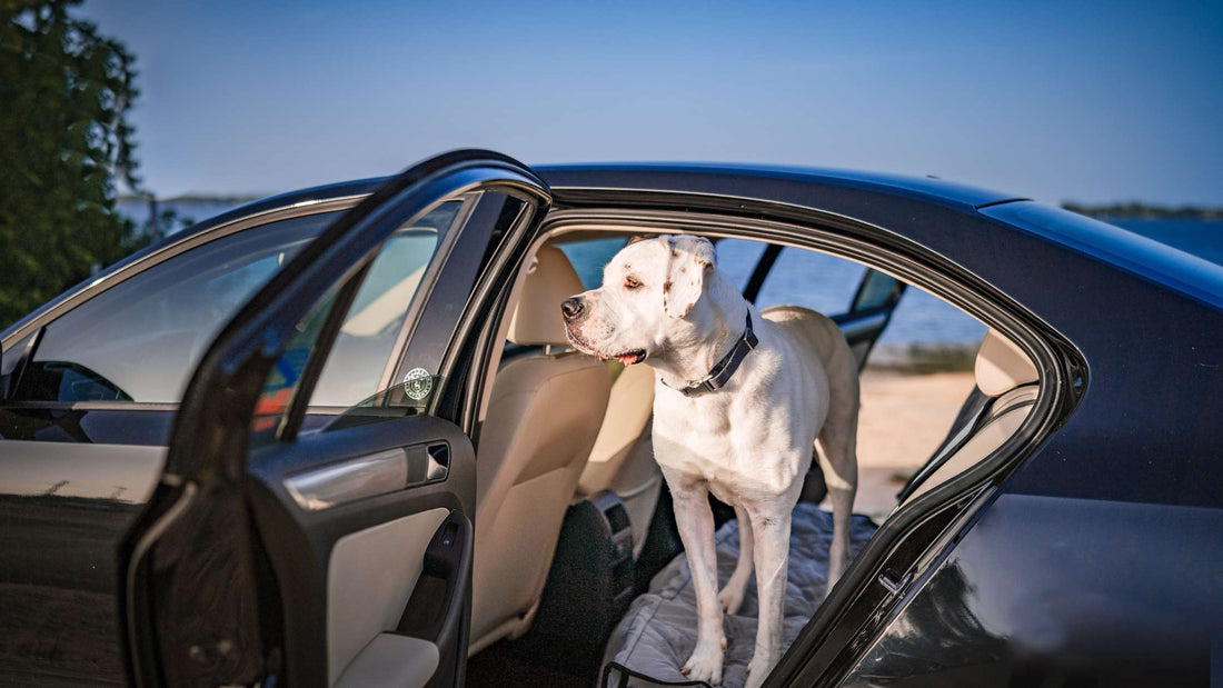 Protect Your Car with Durable Dog Car Seat Covers