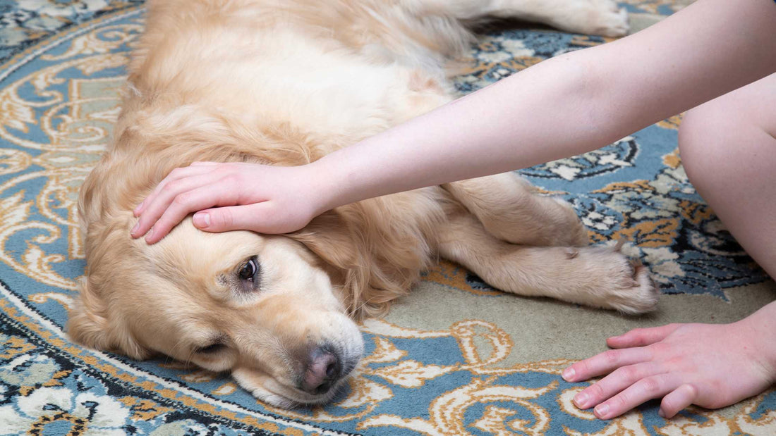 Do Dogs Lose Bladder Control During a Seizure? Practical Ways to Help