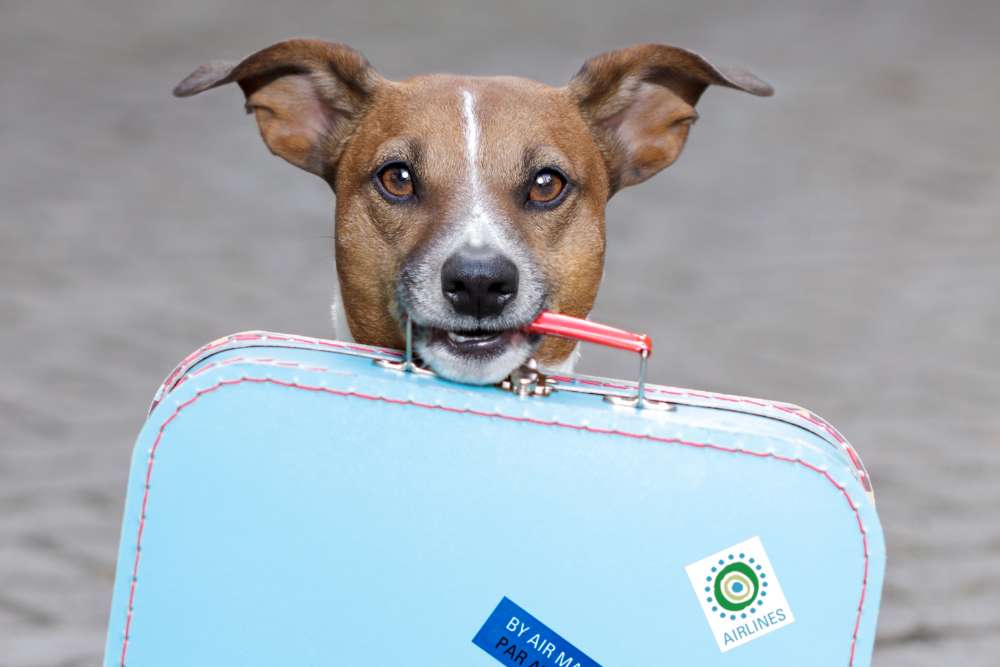 What Should Be in a Dog Travel Bag? 4Knines Solutions for Easy Travel