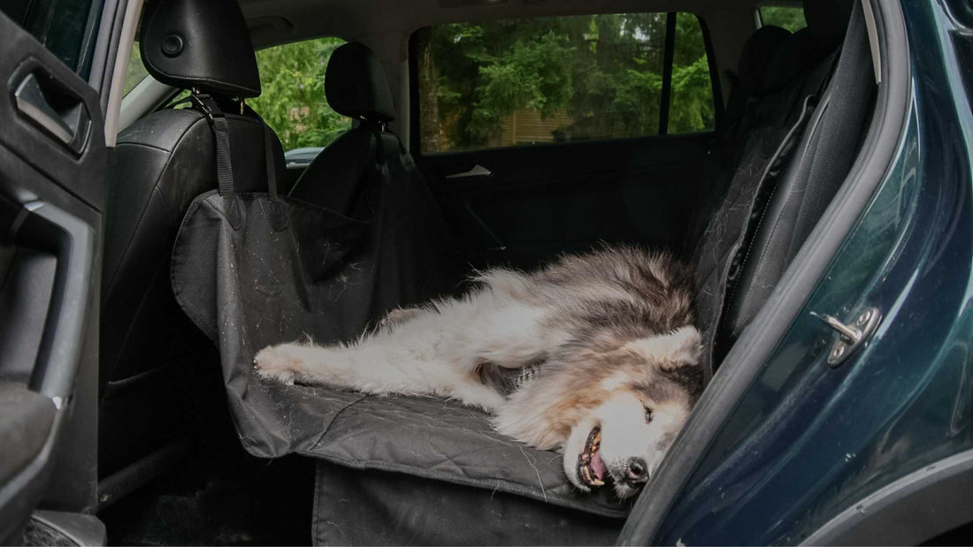 How to Drive in the Car with a Dog That Has Seizures