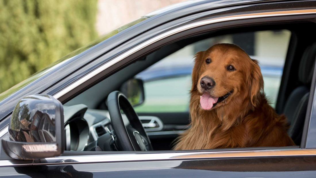 Understanding State Laws when Traveling in a Vehicle with Your Dog