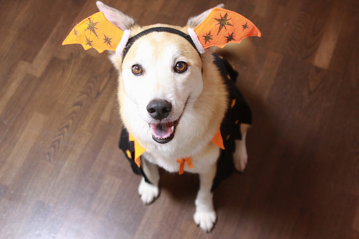À faire et à ne pas faire pour Halloween avec votre chien