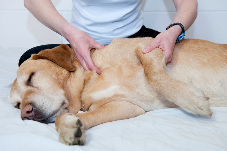 Comment aider à soulager les douleurs articulaires du chien