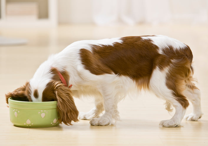 Comment s'assurer que votre chien mange un régime biologiquement approprié