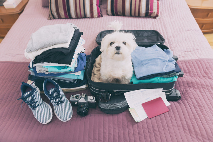Comment se préparer au voyage en avion avec votre chien