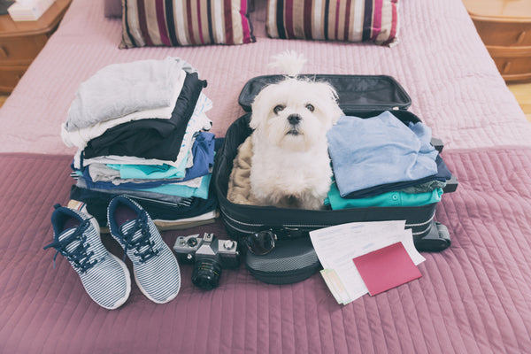How to Prepare for Air Travel With Your Dog