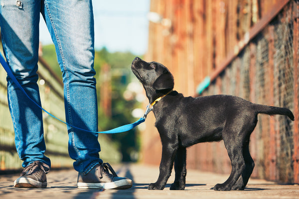 How to Train Your Dog to Heel on a Loose Leash