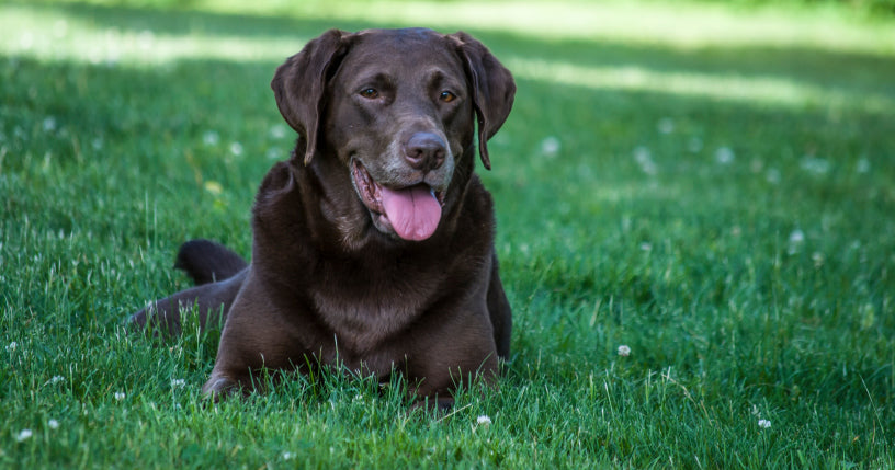 How to Treat and Prevent Your Dog From Heartworm Disease
