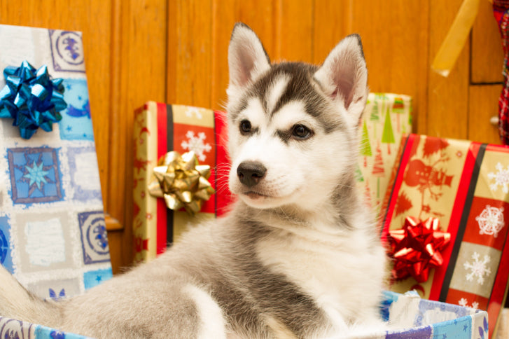 Important Things to Consider Before Getting a Puppy For Christmas