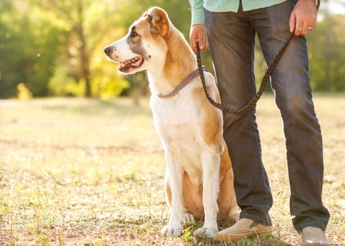 Étiquette importante sur les sentiers que vous devez connaître lorsque vous promenez votre chien