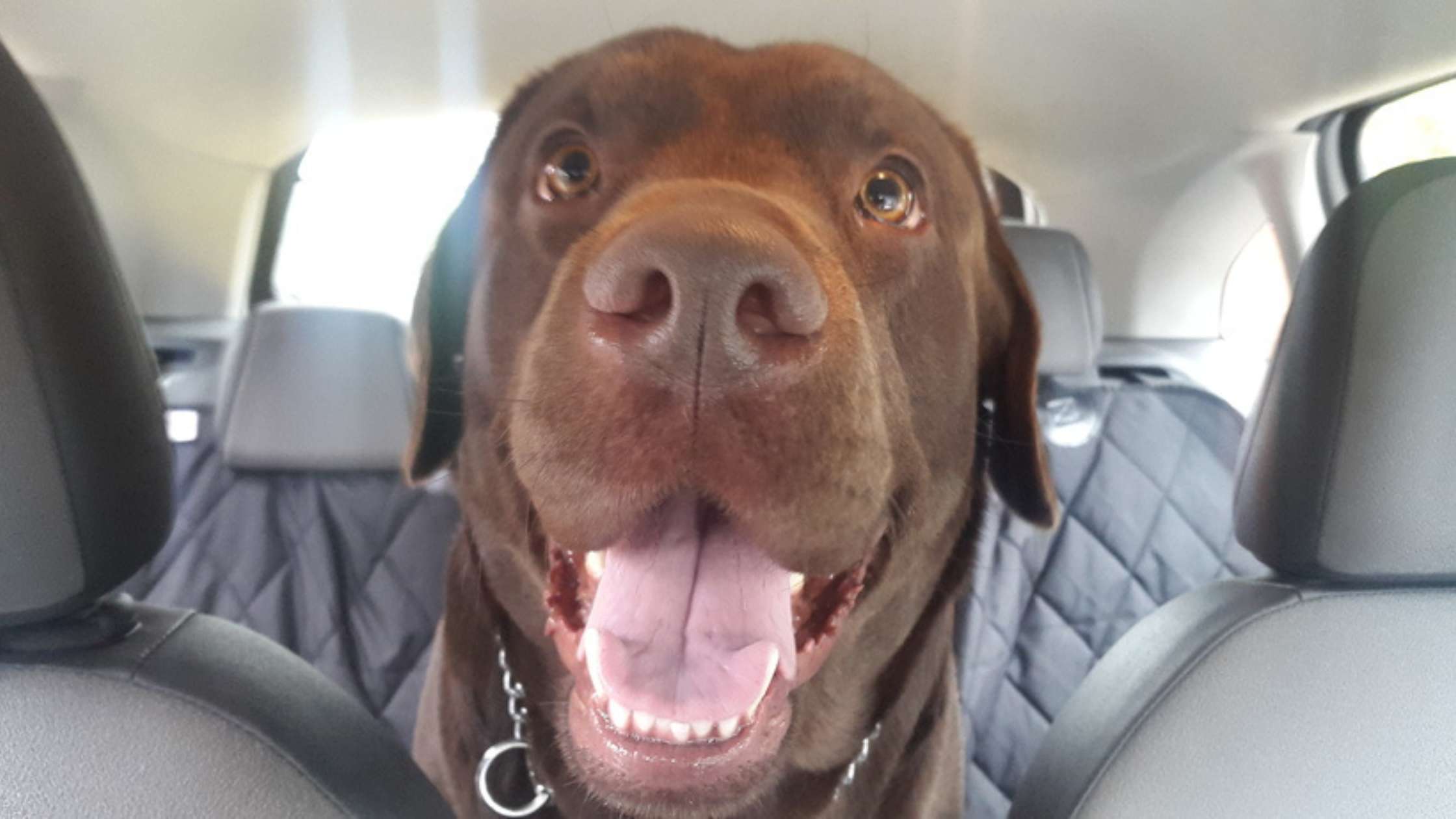 Travel Essentials for Labs: Keep Your Car Clean with Durable Seat Protection