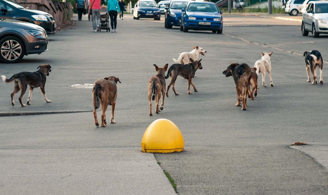 September 2025 Spotlight: Duck Team 6
