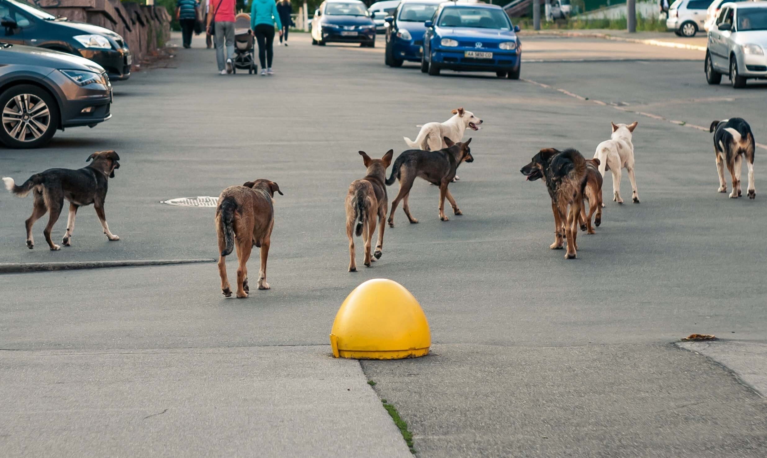 September 2025 Spotlight: Duck Team 6