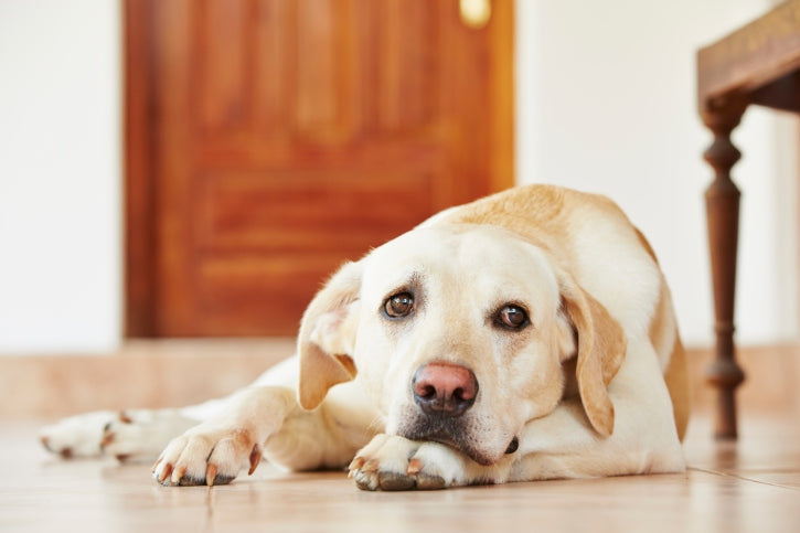 Un moyen important d'empêcher votre chien de développer de l'arthrite