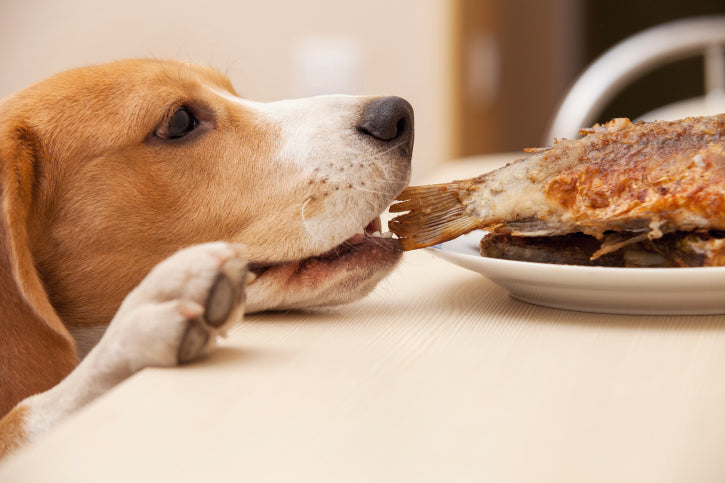 Pet Obesity: How to Spot It in Your Dog and Manage It